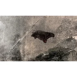 650°F Temp Indicating Liquid